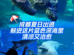 -海合安成都极地海洋公园