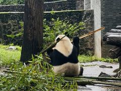 -都江堰中华大熊猫苑