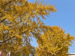 -三里屯东五街银杏大道