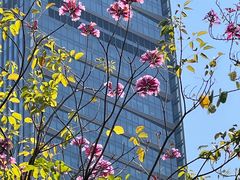 -荔枝公园(福田区)