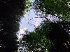 -大围山国家森林公园