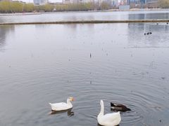 -莲花池公园