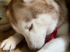 -Husky Go! 哈士奇体验馆·宠物咖啡厅狗咖
