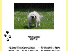 -翊宠yipet猫狗购宠庄园犬舍•猫舍