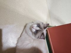 -藏猫猫咖啡主题馆(中央大道店)