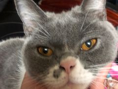 -lincat·猫舍(广州店)