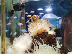 -太平洋海底世界