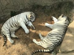 -大连森林动物园