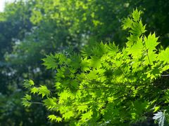 -大连天门山国家森林公园