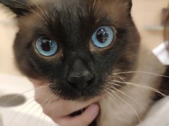 -飞行喵MR PILOT|猫舍·猫咖(静安大融城店)