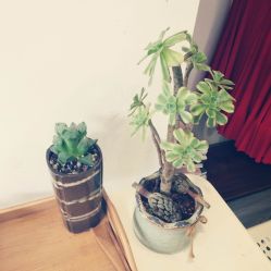 设施-榕树上·瑜伽普拉提