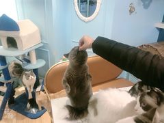 -遇见羊驼·奶狗咖·布偶猫咖·法斗柯基柴犬阿拉斯加(春熙路太古里IFS店)