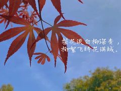 -东平国家森林公园