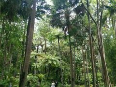-墨尔本皇家植物园