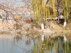 -桃花岛公园