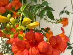 -丽泽山庄·生态怀柔菜·虹鳟鱼(红螺寺店)