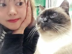 -猫咪博物馆(顶澳仔猫街店)