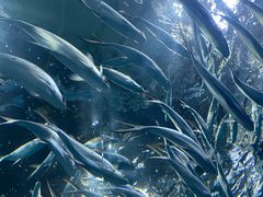 -上海海洋水族馆