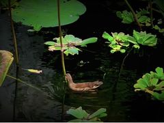 -荔湾湖公园