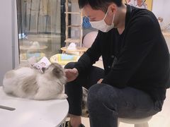 -momokira米努特·德文卷毛猫·棉花面纱犬