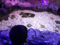 -暹罗海洋世界