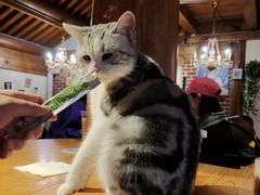 -猫小院猫主题餐厅(南锣旗舰店)