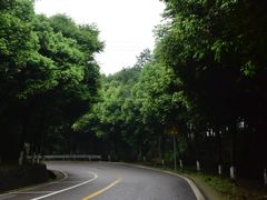 -铁山坪森林公园