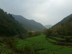 -千年银杏谷文化旅游区