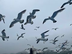 -海驴岛(荣成市)