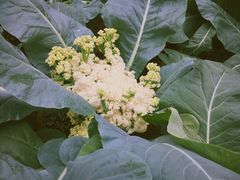 -上海都市菜园