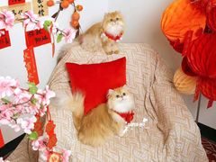 -超宠爱宠物摄影-Super pet