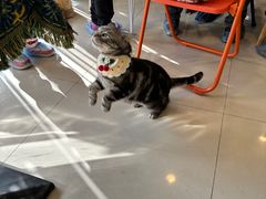 -平行世界·猫咖(首经贸店)