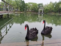 -金鸡湖大酒店·金咖啡厅(国宾路店)