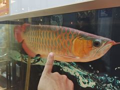 -凤凰路何眼镜香辣蟹(花果园店)