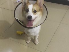 -芭比堂动物医院广州顽皮分院