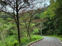 -火炉山森林公园