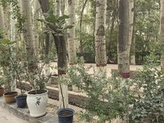 -艾提尕尔清真寺