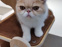 -飞行喵MR PILOT|猫舍·猫咖(静安大融城店)