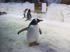 -芜湖新华联大白鲸海洋公园