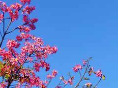 -深圳湾公园(南山区)
