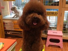 -爱宠屋pet shop·宠物洗澡·宠物美容