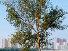 -长白岛森林公园