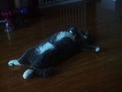 -纳吉亚猫专科动物医院(康都外科中心)