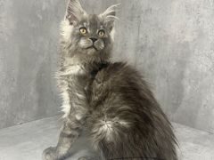 -小猫来了·猫舍(红山六九七九店)