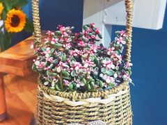 -曲阳花鸟市场(曲阳路店)