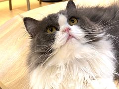 -米乐乖乖猫咪咖啡馆·猫咖(深圳湾后海汇店)