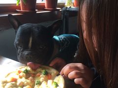 -百好乐宠物友好餐厅(朝外大街店)