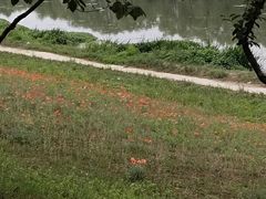 -洨河生态公园