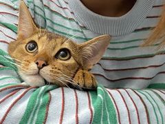 -猫十亿·布偶金渐层·曼基康矮脚猫舍(青年路店)