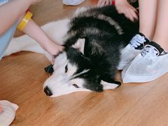 -Husky Go! 哈士奇体验馆·宠物咖啡厅狗咖